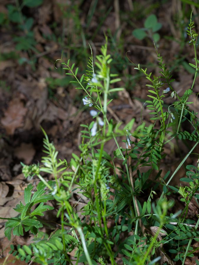 Vicia loiseleurii / Veccia di Loiseleur